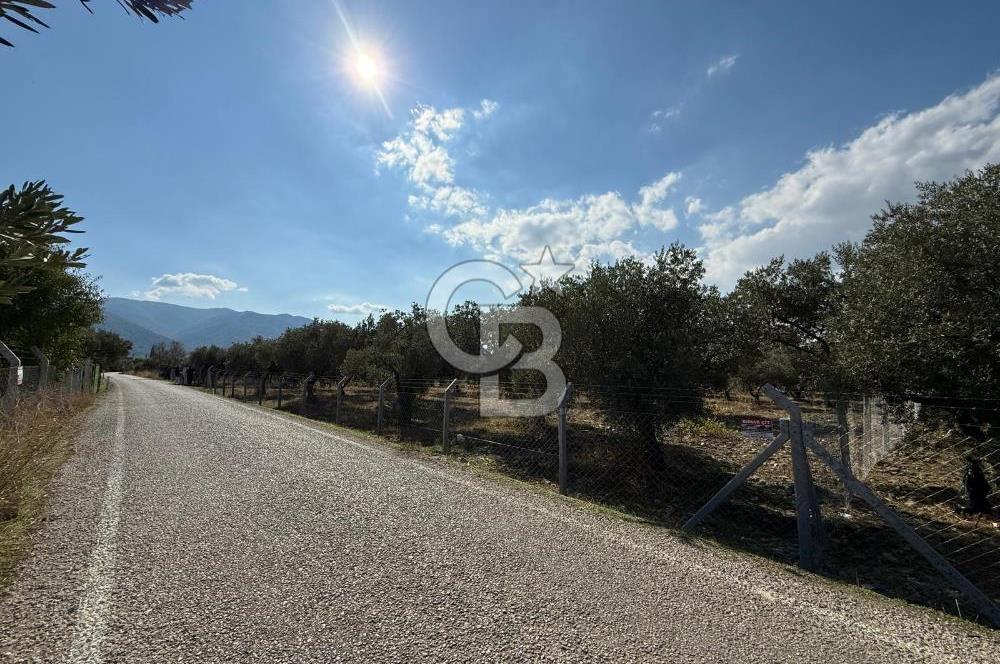 KEMALPAŞA ÖRENDE 4162 METRE KARE SATILIK BAĞ-BAHÇE