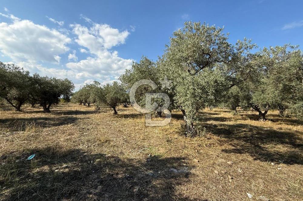 KEMALPAŞA ÖRENDE 4162 METRE KARE SATILIK BAĞ-BAHÇE