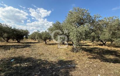 KEMALPAŞA ÖRENDE 4162 METRE KARE SATILIK BAĞ-BAHÇE