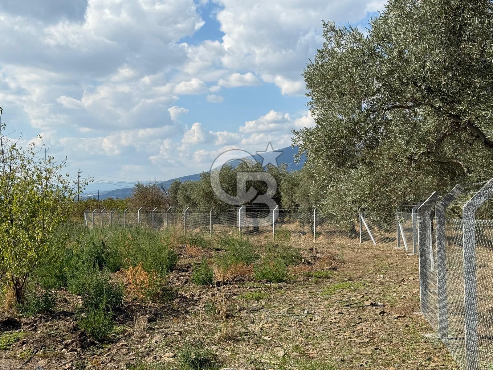 KEMALPAŞA ÖRENDE 4162 METRE KARE SATILIK BAĞ-BAHÇE