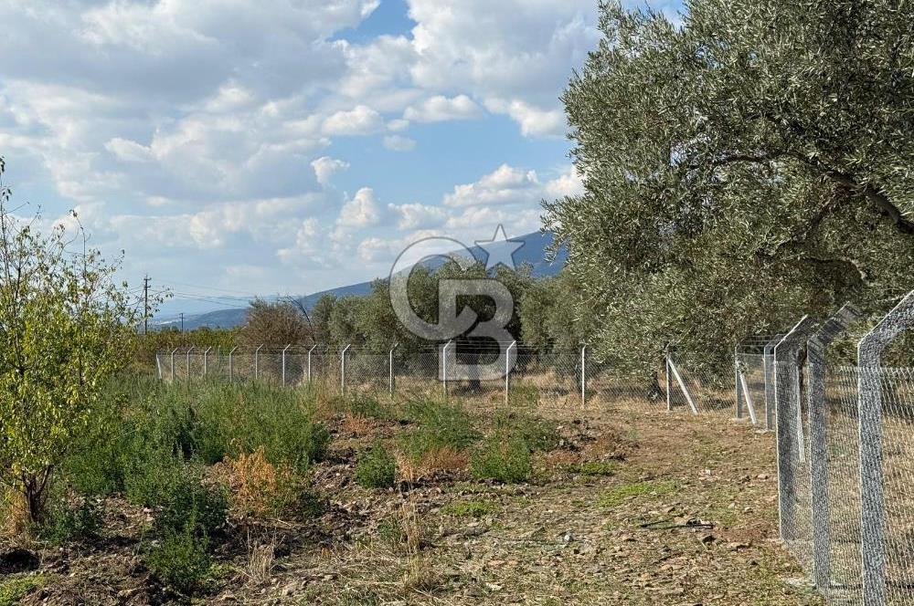 KEMALPAŞA ÖRENDE 4162 METRE KARE SATILIK BAĞ-BAHÇE