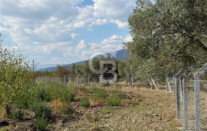 KEMALPAŞA ÖRENDE 4162 METRE KARE SATILIK BAĞ-BAHÇE