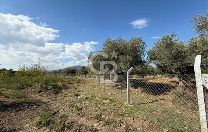 KEMALPAŞA ÖRENDE 4162 METRE KARE SATILIK BAĞ-BAHÇE