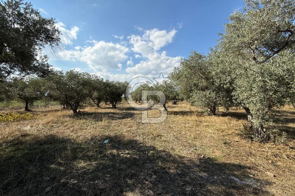 KEMALPAŞA ÖRENDE 4162 METRE KARE SATILIK BAĞ-BAHÇE