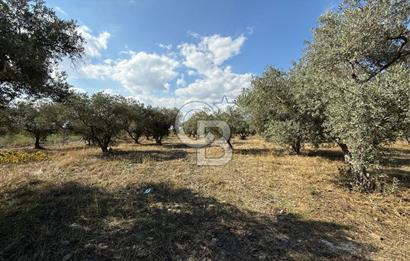 KEMALPAŞA ÖRENDE 4162 METRE KARE SATILIK BAĞ-BAHÇE