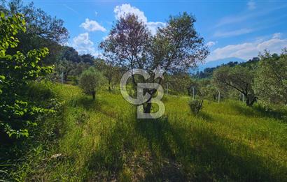 Kemalpaşa Yeşilköy'de 2441 m2 Satılık Zeytinlik