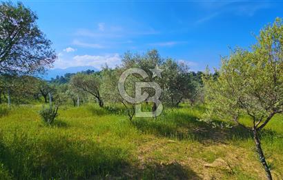 Kemalpaşa Yeşilköy'de 2441 m2 Satılık Zeytinlik