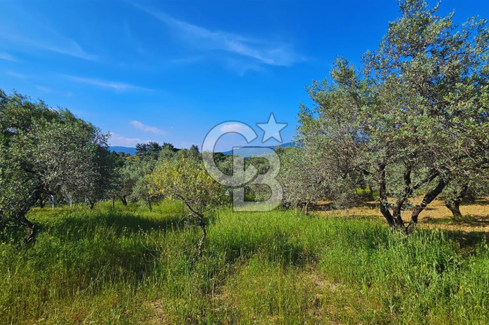 Kemalpaşa Yeşilköy'de 2441 m2 Satılık Zeytinlik