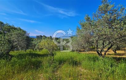 Kemalpaşa Yeşilköy'de 2441 m2 Satılık Zeytinlik