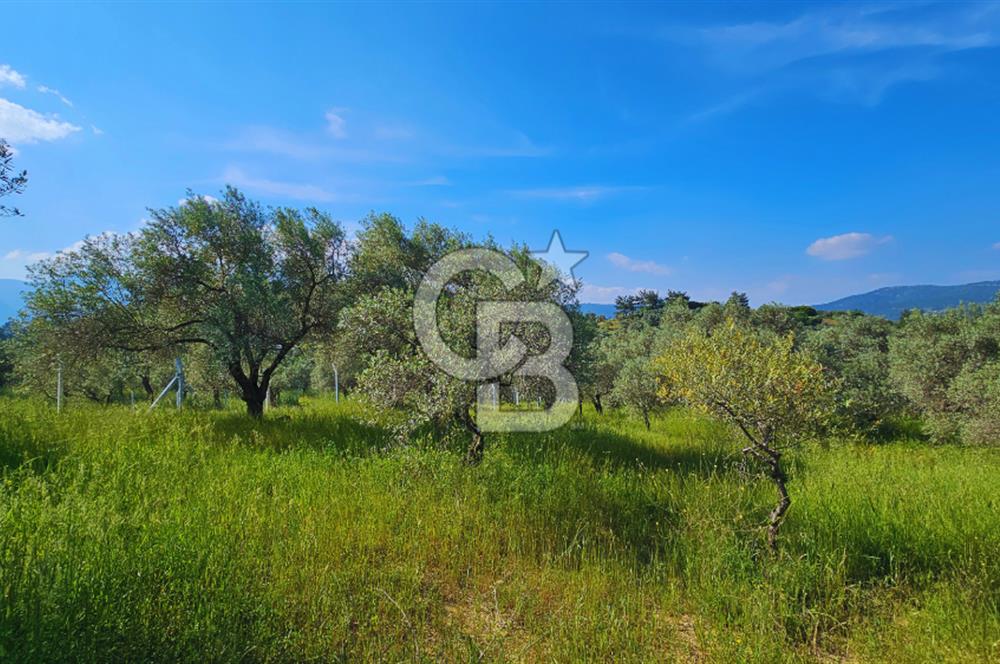 Kemalpaşa Yeşilköy'de 2441 m2 Satılık Zeytinlik