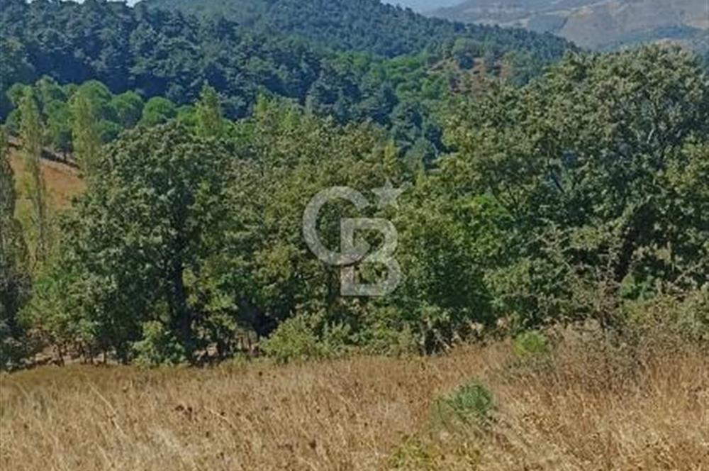 Bergamada şahane çiftlik arazisi