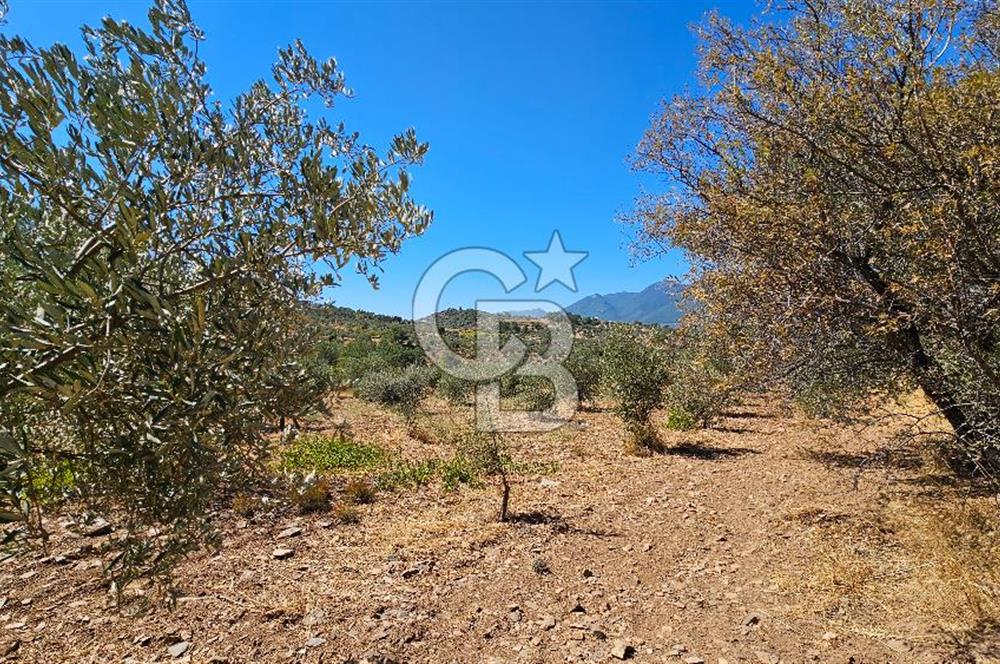 İzmir Kemalpaşa Yeşilköy'de Satılık 5034 m2 Bağ