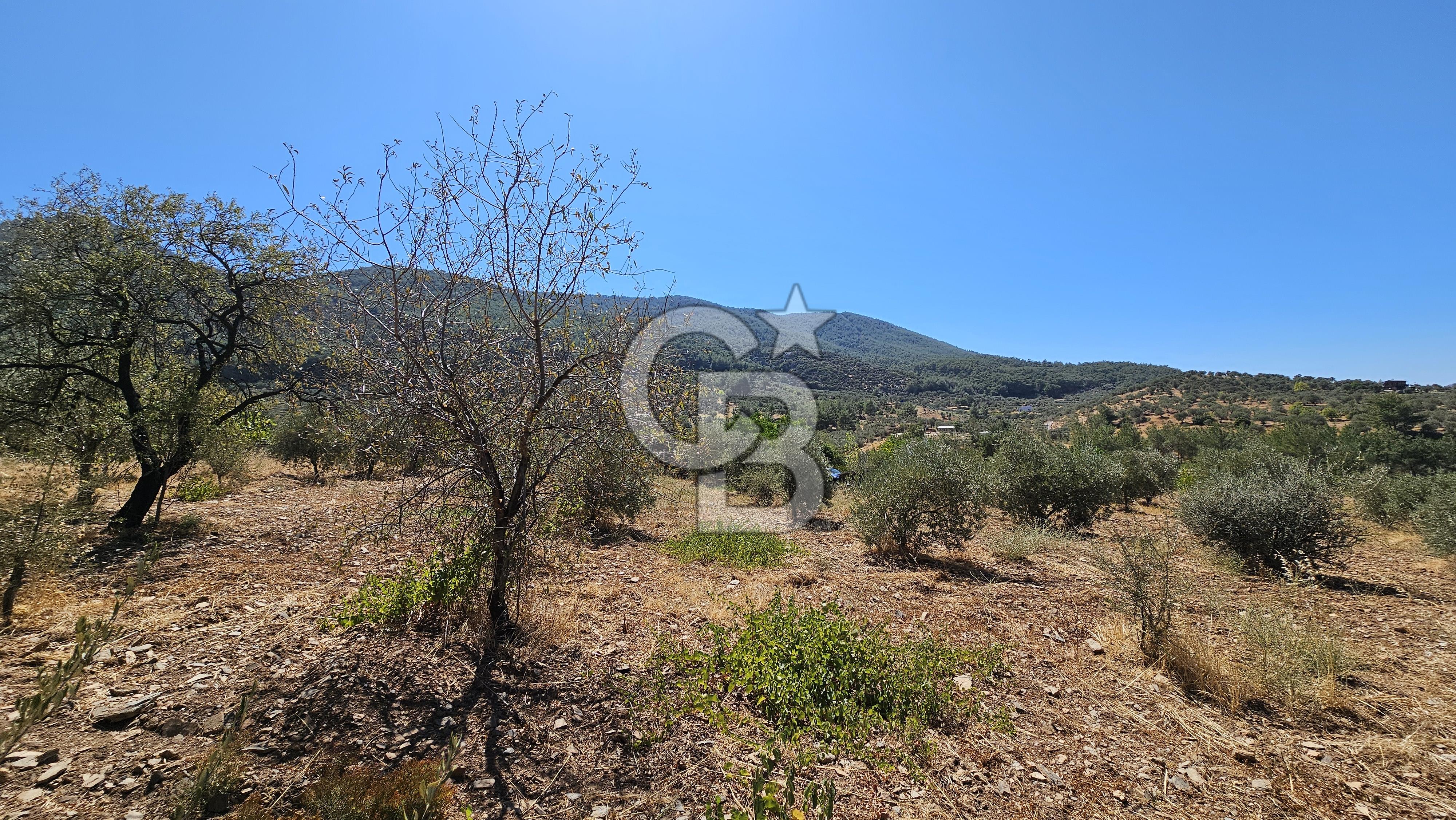 İzmir Kemalpaşa Yeşilköy'de Satılık 5034 m2 Bağ