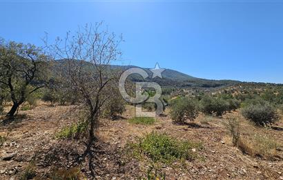 İzmir Kemalpaşa Yeşilköy'de Satılık 5034 m2 Bağ