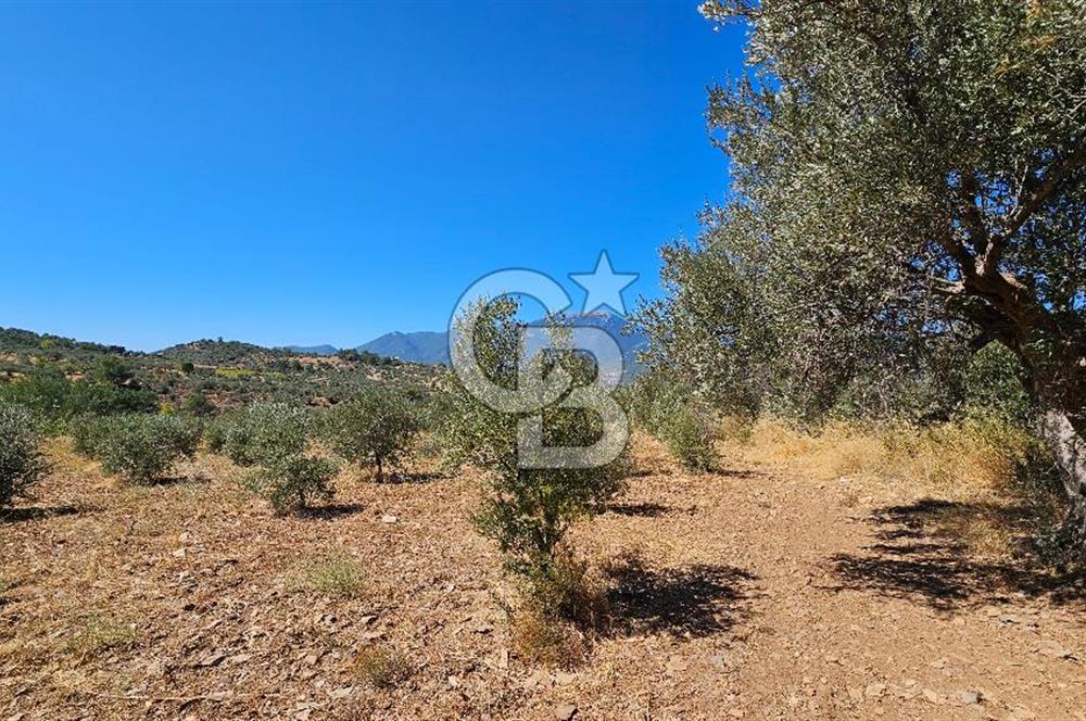 İzmir Kemalpaşa Yeşilköy'de Satılık 5034 m2 Bağ