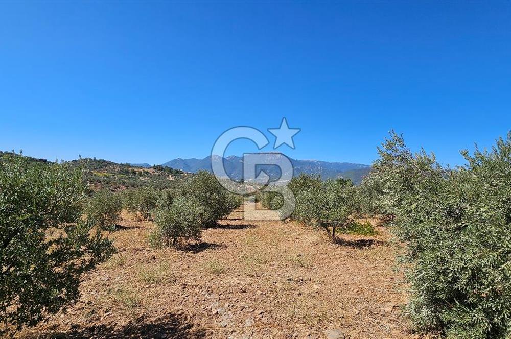 İzmir Kemalpaşa Yeşilköy'de Satılık 5034 m2 Bağ