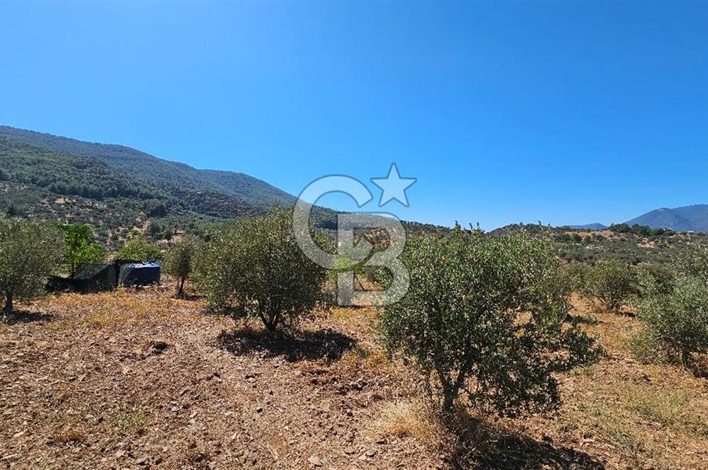 İzmir Kemalpaşa Yeşilköy'de Satılık 5034 m2 Bağ