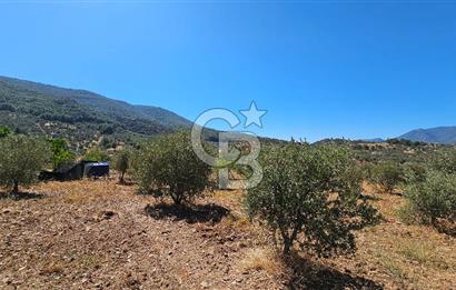 İzmir Kemalpaşa Yeşilköy'de Satılık 5034 m2 Bağ