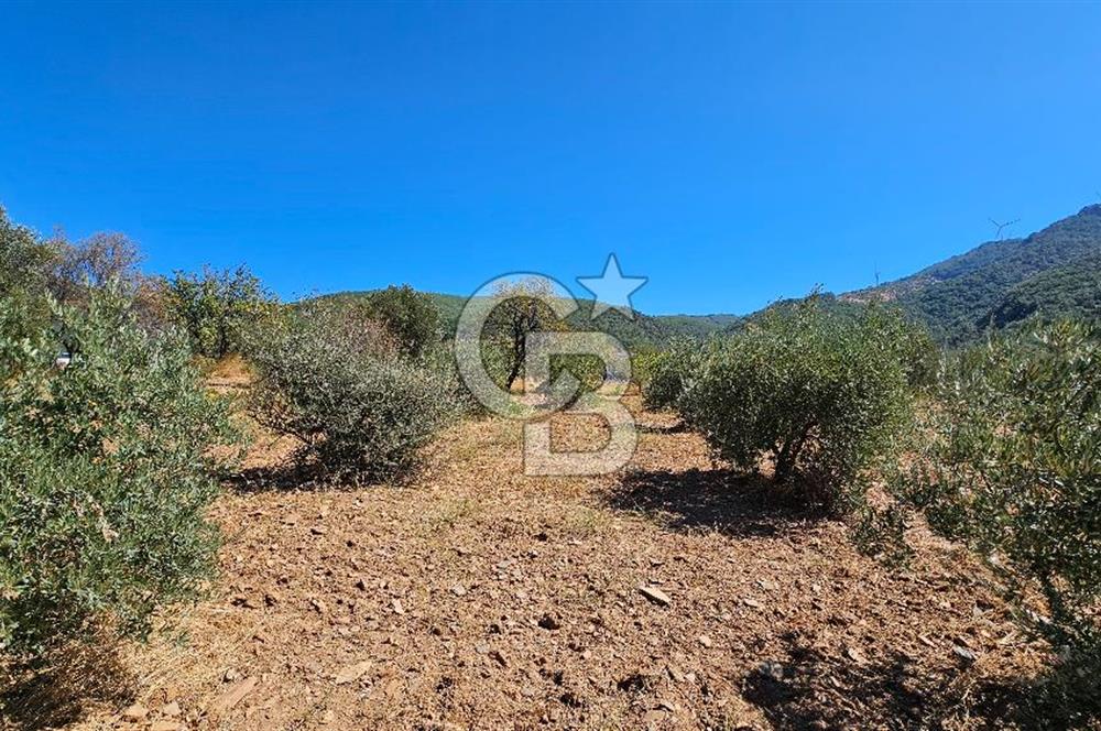 İzmir Kemalpaşa Yeşilköy'de Satılık 5034 m2 Bağ