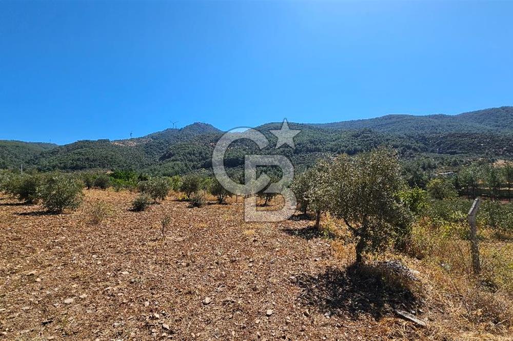 İzmir Kemalpaşa Yeşilköy'de Satılık 5034 m2 Bağ