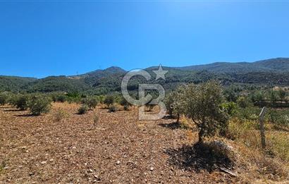İzmir Kemalpaşa Yeşilköy'de Satılık 5034 m2 Bağ