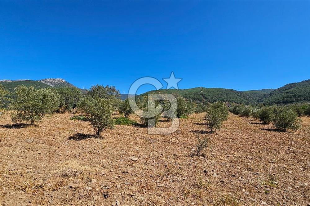İzmir Kemalpaşa Yeşilköy'de Satılık 5034 m2 Bağ