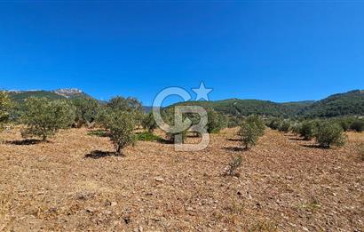 İzmir Kemalpaşa Yeşilköy'de Satılık 5034 m2 Bağ