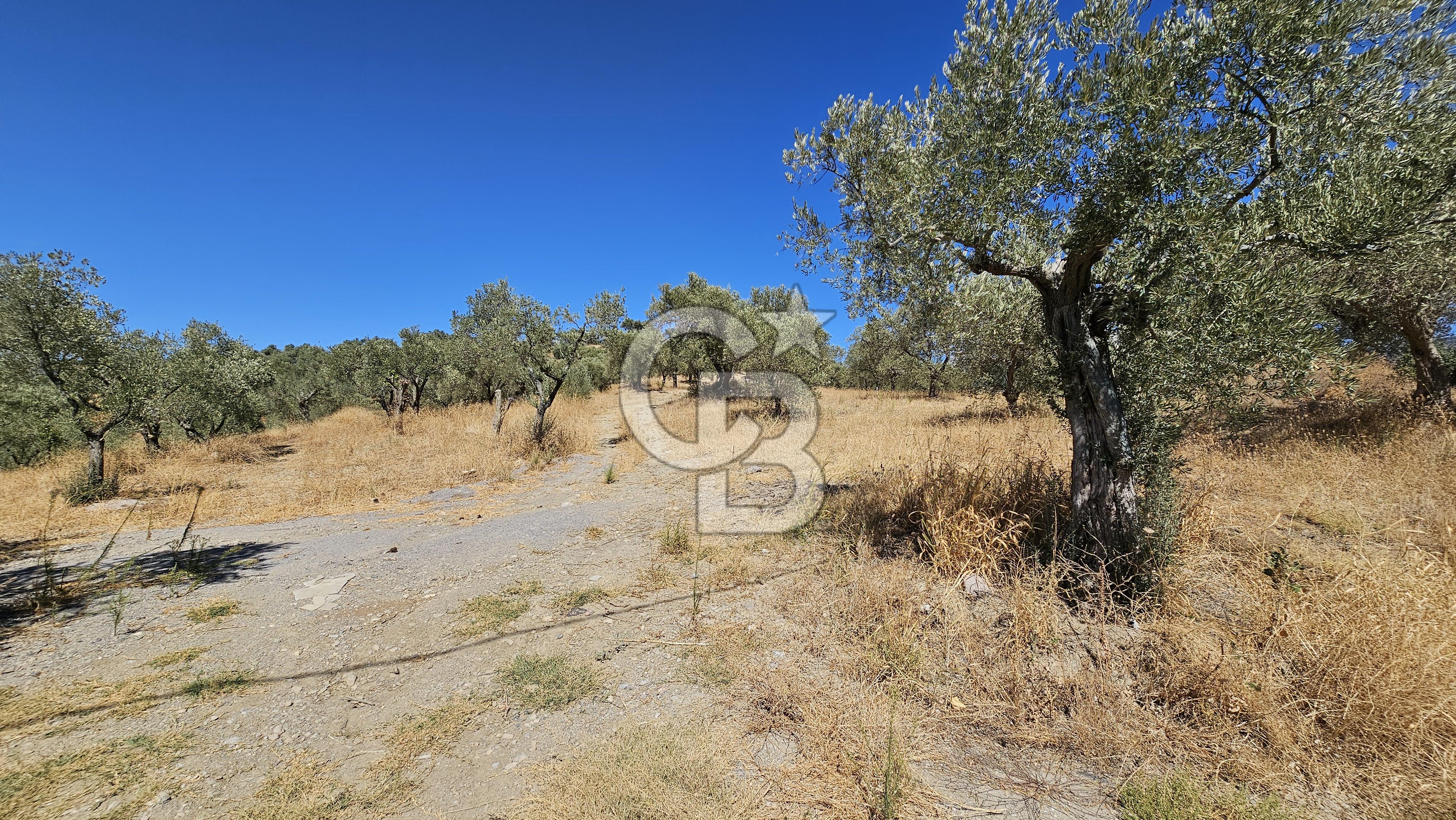 İzmir Kemalpaşa Yeşilköy 13.093 m2 Satılık Zeytinlik