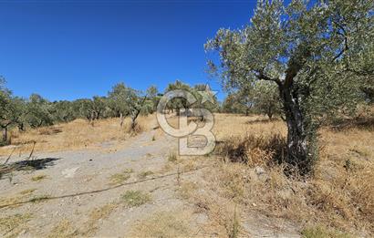 İzmir Kemalpaşa Yeşilköy 13.093 m2 Satılık Zeytinlik