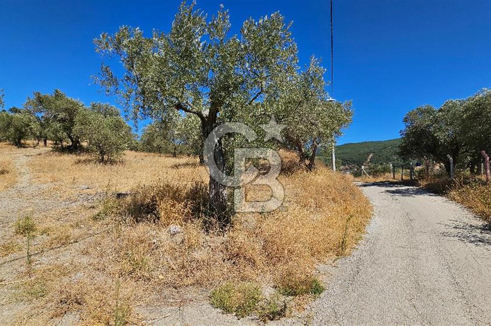 İzmir Kemalpaşa Yeşilköy 13.093 m2 Satılık Zeytinlik