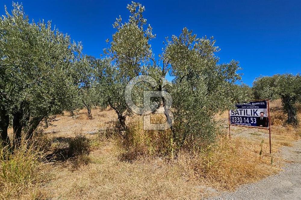 İzmir Kemalpaşa Yeşilköy 13.093 m2 Satılık Zeytinlik