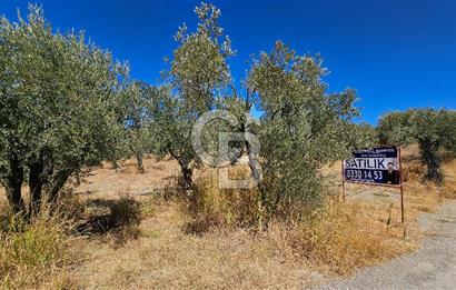 İzmir Kemalpaşa Yeşilköy 13.093 m2 Satılık Zeytinlik