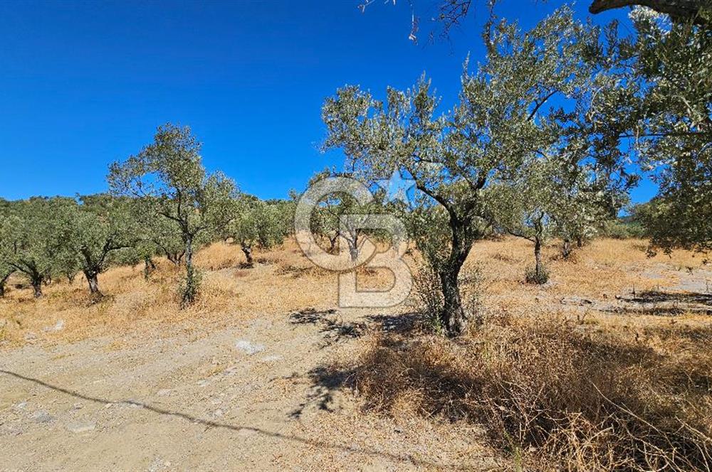 İzmir Kemalpaşa Yeşilköy 13.093 m2 Satılık Zeytinlik