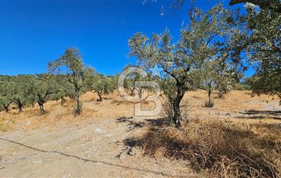 İzmir Kemalpaşa Yeşilköy 13.093 m2 Satılık Zeytinlik