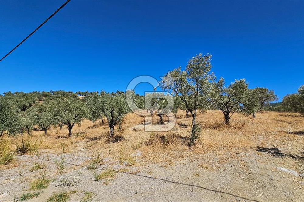 İzmir Kemalpaşa Yeşilköy 13.093 m2 Satılık Zeytinlik