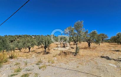 İzmir Kemalpaşa Yeşilköy 13.093 m2 Satılık Zeytinlik