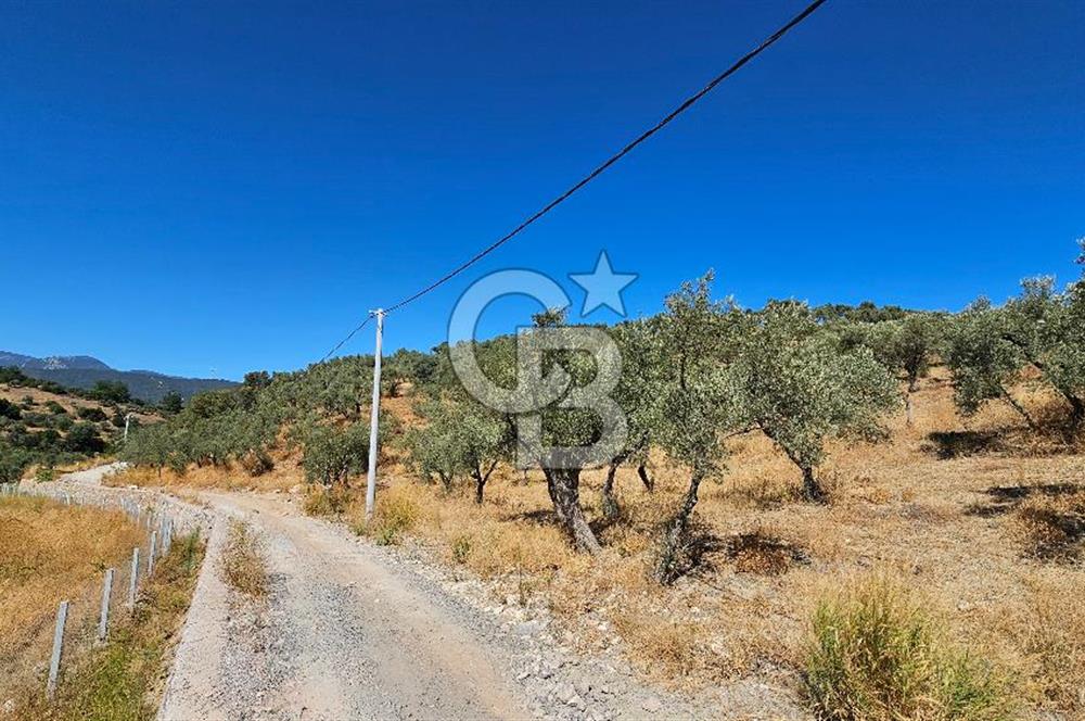 İzmir Kemalpaşa Yeşilköy 13.093 m2 Satılık Zeytinlik