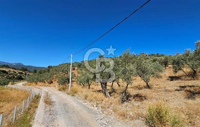 İzmir Kemalpaşa Yeşilköy 13.093 m2 Satılık Zeytinlik