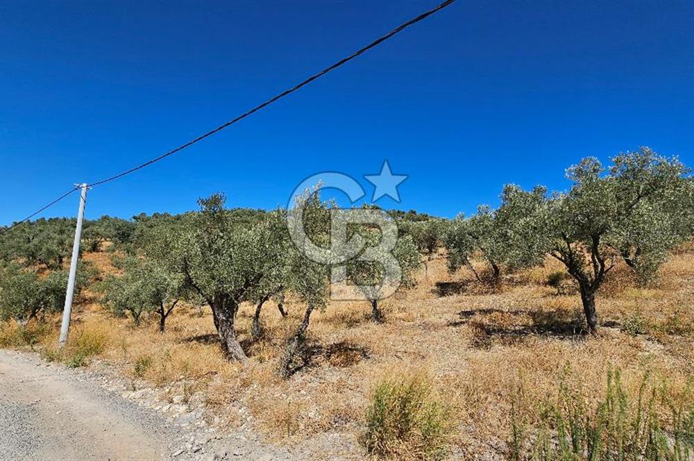 İzmir Kemalpaşa Yeşilköy 13.093 m2 Satılık Zeytinlik