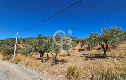 İzmir Kemalpaşa Yeşilköy 13.093 m2 Satılık Zeytinlik