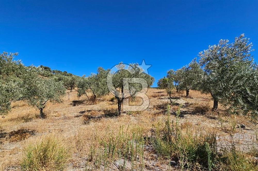 İzmir Kemalpaşa Yeşilköy 13.093 m2 Satılık Zeytinlik