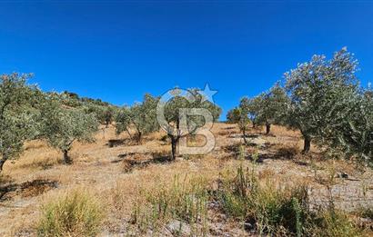 İzmir Kemalpaşa Yeşilköy 13.093 m2 Satılık Zeytinlik