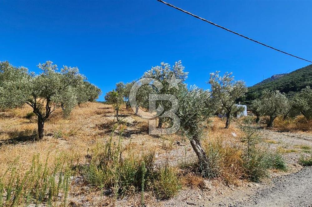 İzmir Kemalpaşa Yeşilköy 13.093 m2 Satılık Zeytinlik
