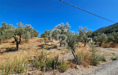 İzmir Kemalpaşa Yeşilköy 13.093 m2 Satılık Zeytinlik