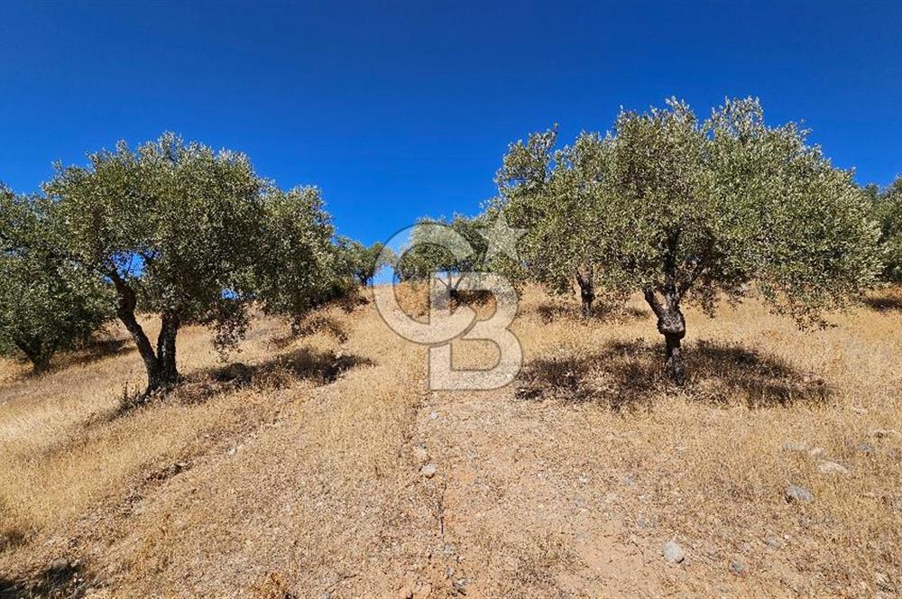 İzmir Kemalpaşa Yeşilköy 13.093 m2 Satılık Zeytinlik