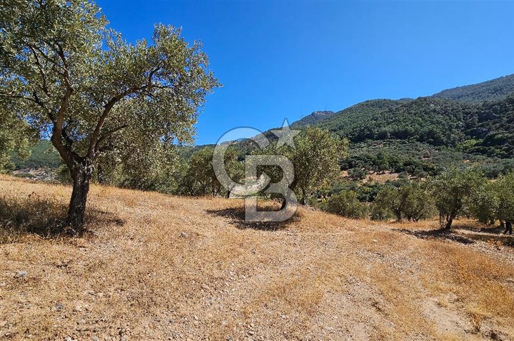 İzmir Kemalpaşa Yeşilköy 13.093 m2 Satılık Zeytinlik