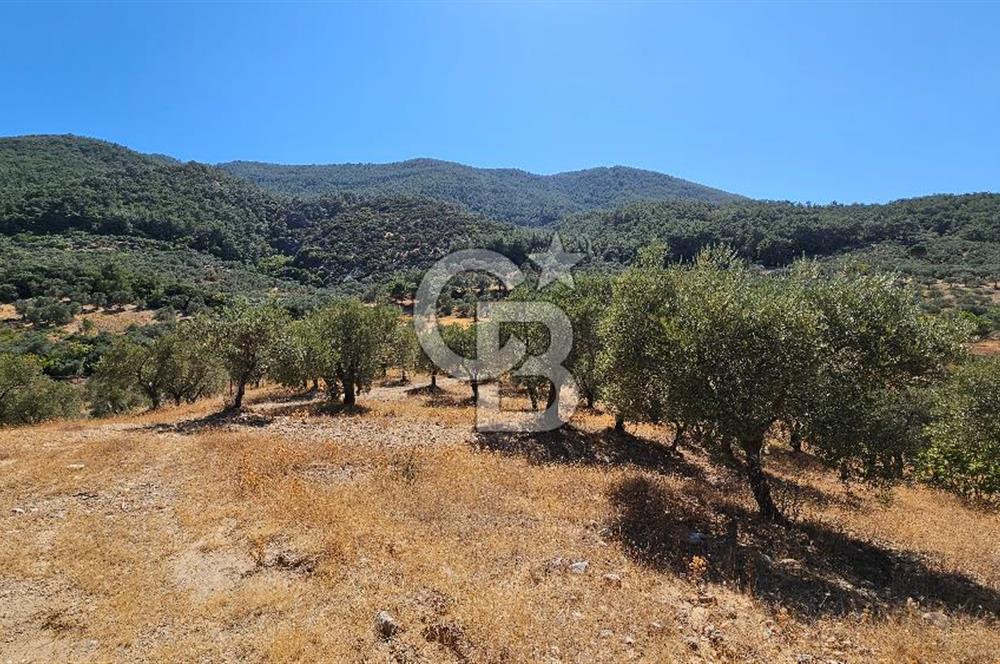 İzmir Kemalpaşa Yeşilköy 13.093 m2 Satılık Zeytinlik