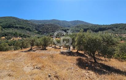 İzmir Kemalpaşa Yeşilköy 13.093 m2 Satılık Zeytinlik