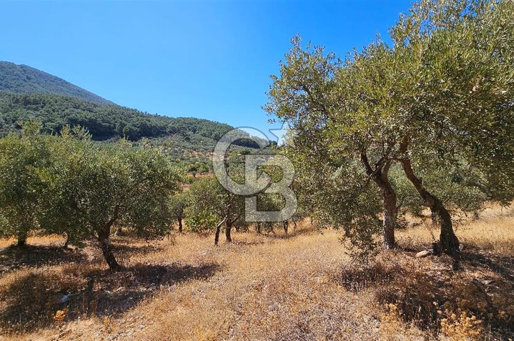 İzmir Kemalpaşa Yeşilköy 13.093 m2 Satılık Zeytinlik