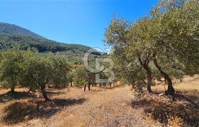 İzmir Kemalpaşa Yeşilköy 13.093 m2 Satılık Zeytinlik